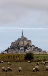 ancient Mont Saint Michel abbey above the hill and flock of sheep grazing in summer without people