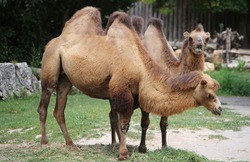 two Bactrian camels with brown hair in the zoo