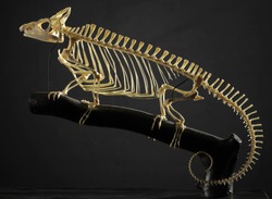 Taxidermy Chameleon Skeleton