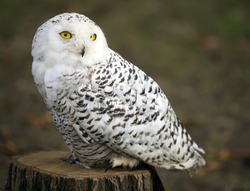 Polar owl male closeup shot