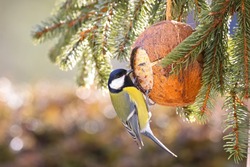 Cute Great Tit bird eating bird feeder, coconut Shell suet treats made of fat, sunflower seeds during the Winter in Europe (Parus major) 