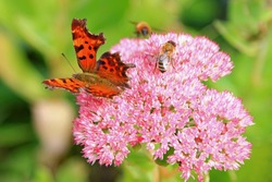 Closeup of the Comma (Polygonia c-album) butterfly and bees enjoying the The star-shaped pink flowers - Fette Henne (Sedum spectabile)