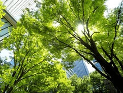Fresh green Marunouchi Nakadori, Tokyo, Japan
