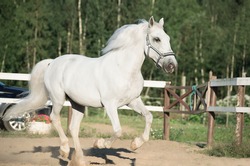 running white Lipizzaner horse in paddock