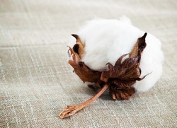 Cotton boll on cotton fabric surface