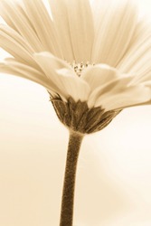 sepia toned flower image