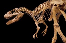 Dinosaur skeleton on black isolated background