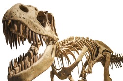 Tyrannosaurus skeleton over white isolated background