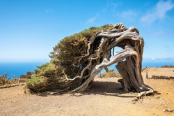 Juniper tree bent by wind. Famous landmark in El Hierro, Canary Islands. High quality photo