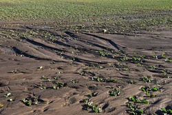 field erosion damage on soil and rapeseed plants on a food farm agriculture