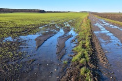 Agriculture field destruction by water erosion damage on crop or grain in farmland after rain landscape