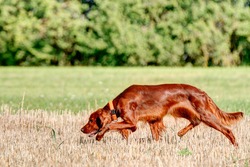 Beautiful red Ihrish Setter hunting dog working on a harvested grain field.