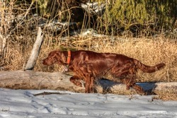 Beautiful Irish Setter is looking for wild birds from the snowy forest edge. He was bred as a specialist for field search.
