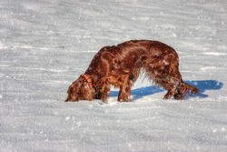 Beautiful Irish Setter tracking in the snow.
