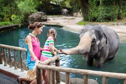  Family feeding elephant in zoo. Mother and child feed Asian elephants in tropical safari park during summer vacation in Singapore. Kids watch animals. Little girl giving fruit to wild animal. 