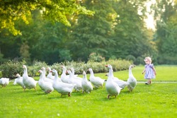 Funny baby girl chasing wild geese in a park on a beautiful sunny autumn evening