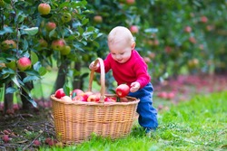 Cute funny little baby boy standing next to a basket full with apples playing in a beautiful fruit garden on a nice warm autumn day in a farm