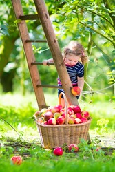 Adorable little toddler girl with curly hair wearing a blue dress climbing a ladder picking fresh apples in a beautiful fruit garden on a sunny autumn day