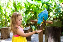 Kid feeding macaw parrot in tropical zoo. Child playing with big rainforest bird. Kids and pets. Children play and feed wild animals in safari park in sunny summer day. Little girl watching parrots.