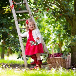 Little girl picking cherries on a fruit farm. 