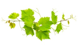 branch of vine leaves isolated on white background