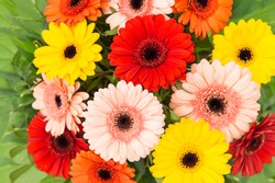 Gerbera flowers bouquet. Floral background. Red, yellow, pink, orange flower heads