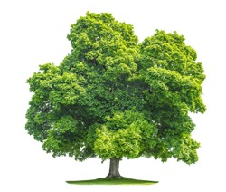 Green maple tree isolated on white background. Nature object