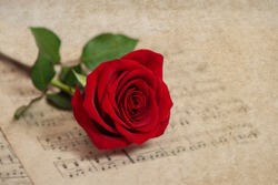 Red rose flower and music notes sheet. Grungy texture. Selective focus