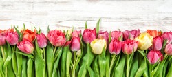 Bouquet of fresh multicolor tulips. Spring flowers. Floral border
