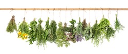 Fresh herbs hanging isolated on white background. Basil, rosemary, sage, thyme, mint, oregano, dill, marjoram, savory, lavender, dandelion.  