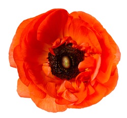 Flower head. Poppy. Red anemone isolated on white background