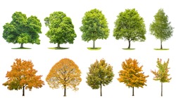 Tree set collection isolated on white background. Oak, maple, linden, birch. Green and yellow leaves