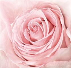 close-up of fresh pink rose flower