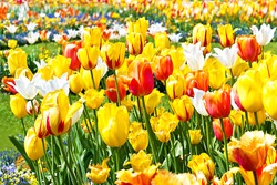 colorful tulips on flowerbed. yellow and red blooms outdoors