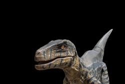 raptor dinosaur or great Velociraptor hunter dinosaur on black background