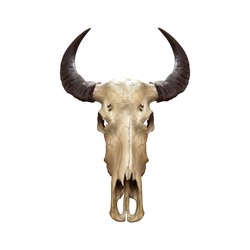Buffalo skull or caw isolated on white background