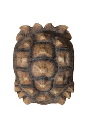 Tortoise shell brown color pattern or texture from giant turtle on white background, Sulcata,African Spurred Tortoise, closeup