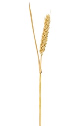 single wheat isolated on white