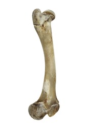 bone of lamb leg isolated on white