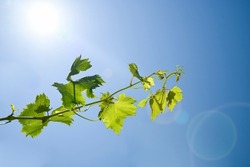 twig with vine leaves on sunny day against blue sky