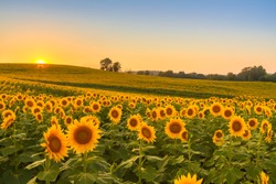 Sunflower field in the Midwest at sunset.  