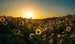 A wide angle image of a sunflower field taken in a valley at dusk.