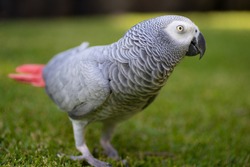 African Grey (Gray) Parrot walking around on grass