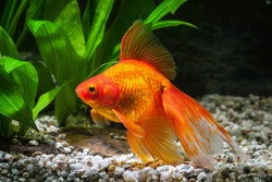 Goldfish in aquarium with green plants, and stones