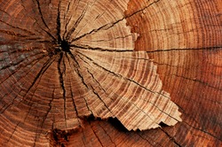 stump of tree felled - section of the trunk with annual rings