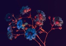 branch of garden roses. dark background, neon colors, blue buds, abstract composition.
