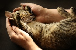 Tabby Cat in the hands of the owner.