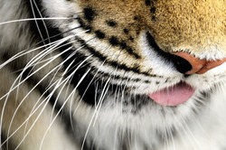 Tiger nose closeup.