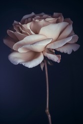 cream rose on dark blue background, one flower bud and stem.