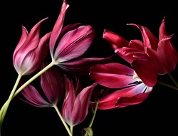 tulips on a black background, red petals close-up. 
